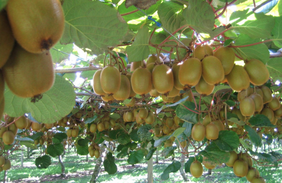 Western Orchards