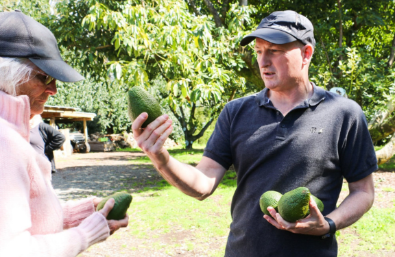 Avocado Tours Katikati