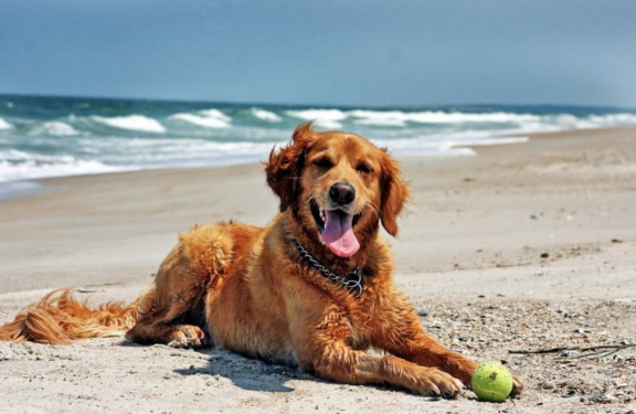 K9 and Kats Pet Directory