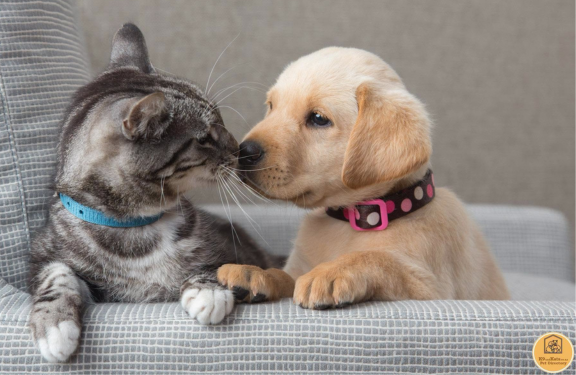 K9 and Kats Pet Directory